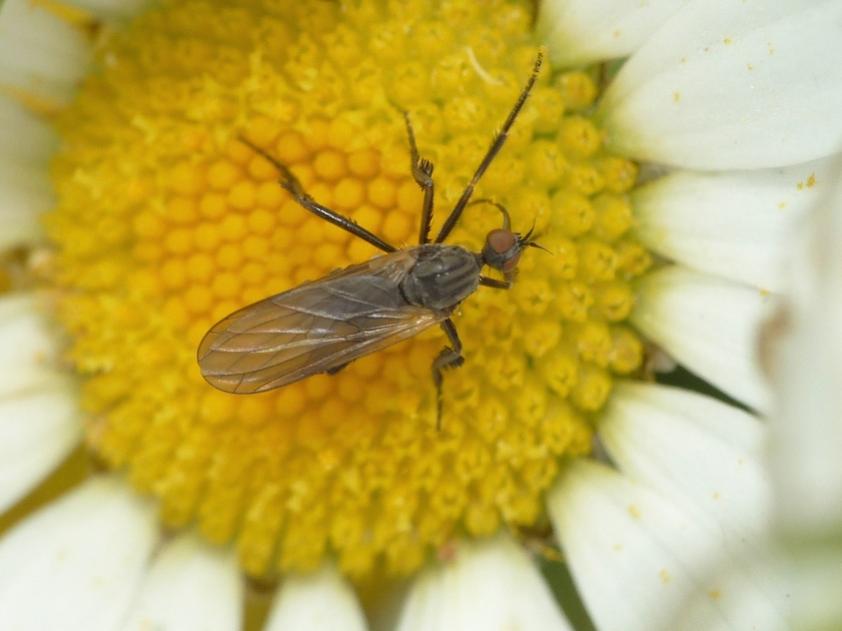 Piccolo Empidiidae su fiore